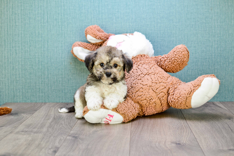 Best Havanese Baby