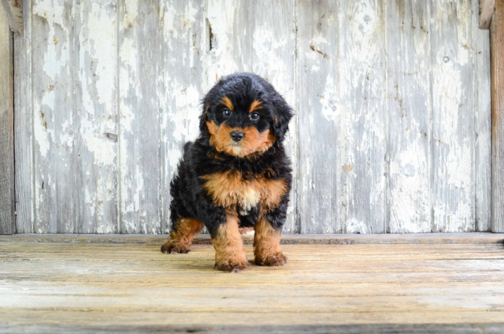 Petite Mini Bernedoodle Poodle Mix Pup