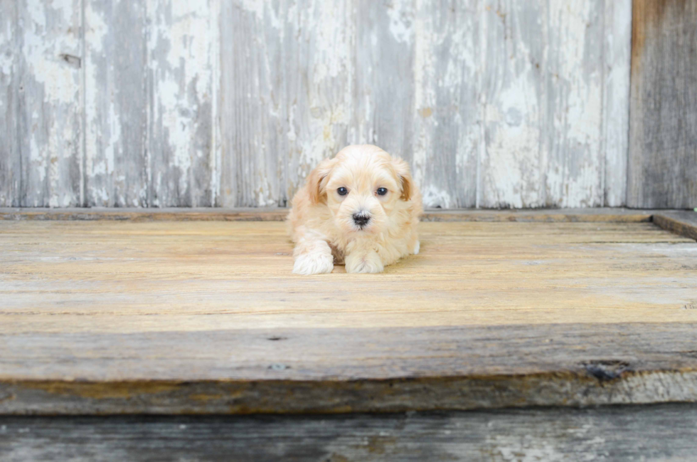 Best Maltipoo Baby