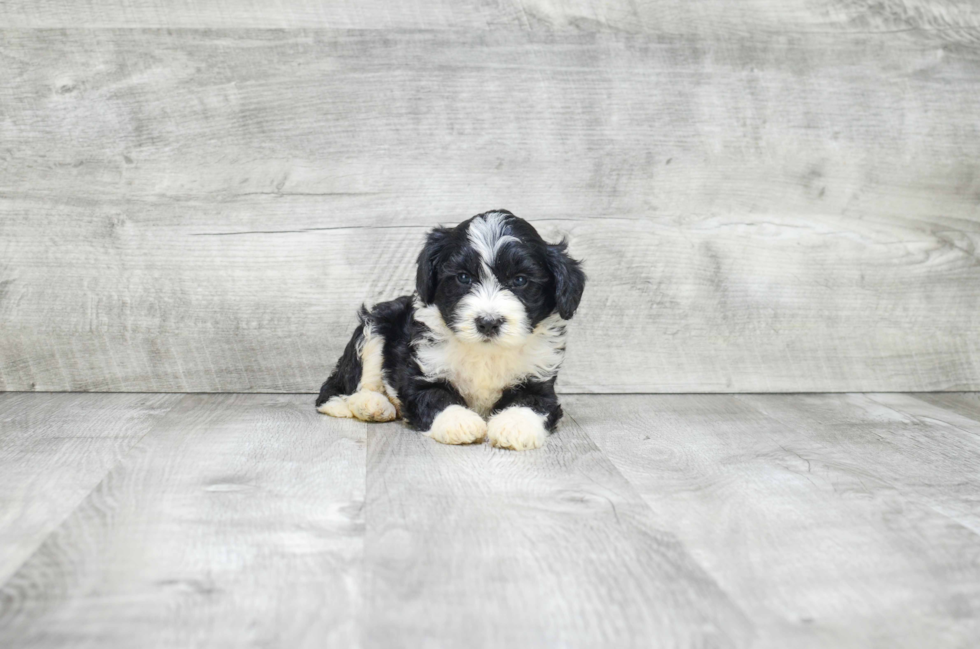 Playful Bernadoodle Poodle Mix Puppy