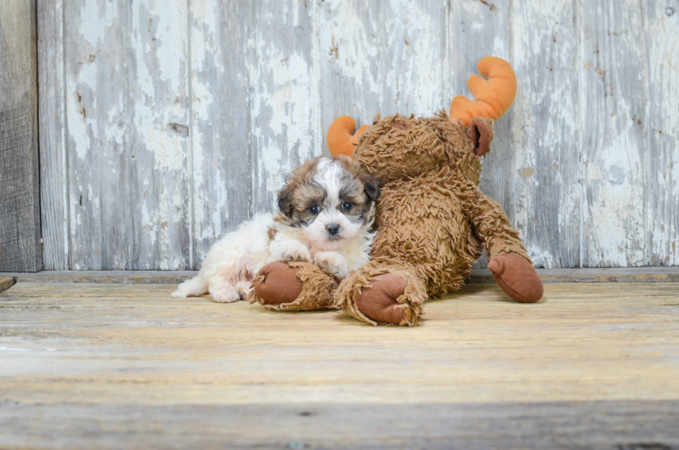 Cute Teddy Bear Baby