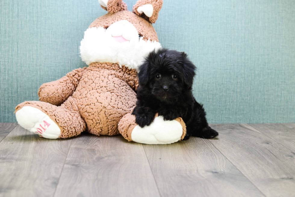 Funny Havanese Purebred Pup