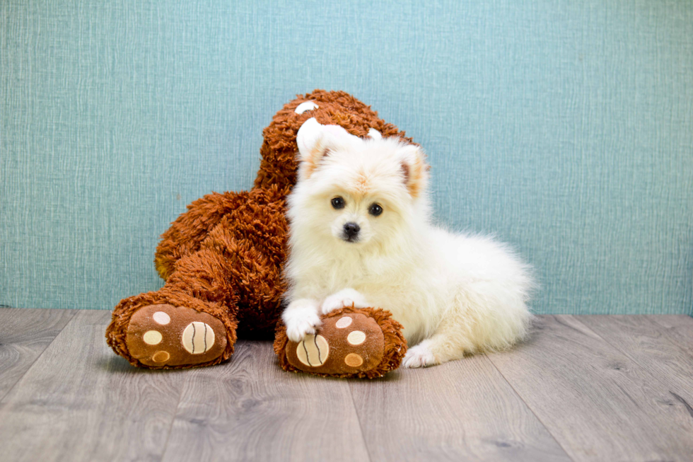 Happy Pomeranian Purebred Puppy