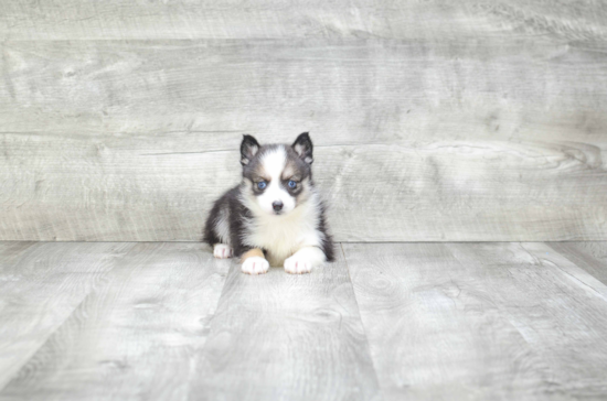 Smart Pomsky Designer Pup