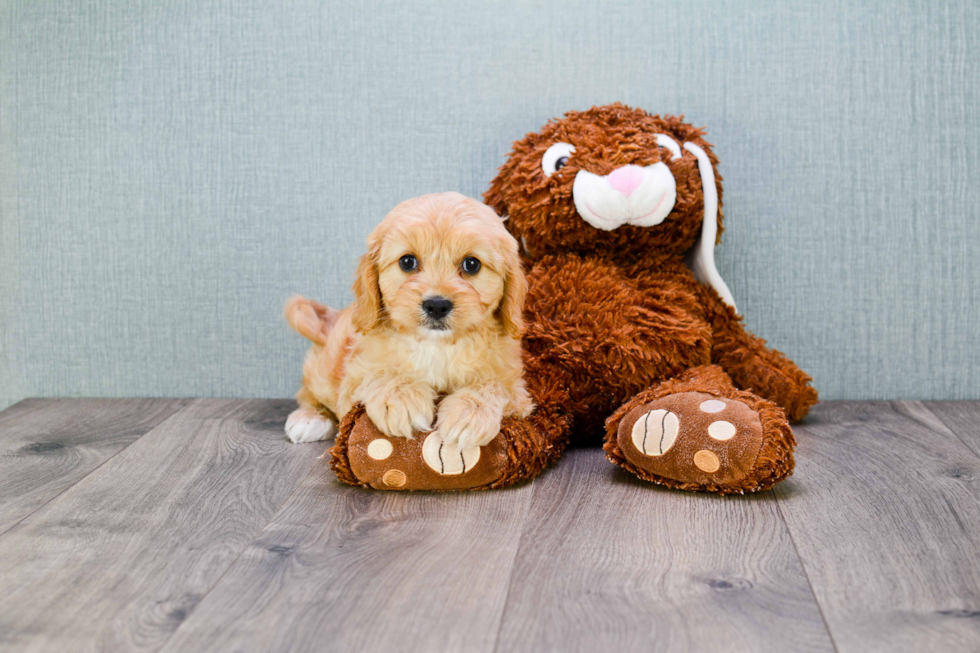 Energetic Cavoodle Poodle Mix Puppy