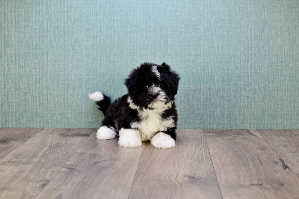 Little Havanese Baby