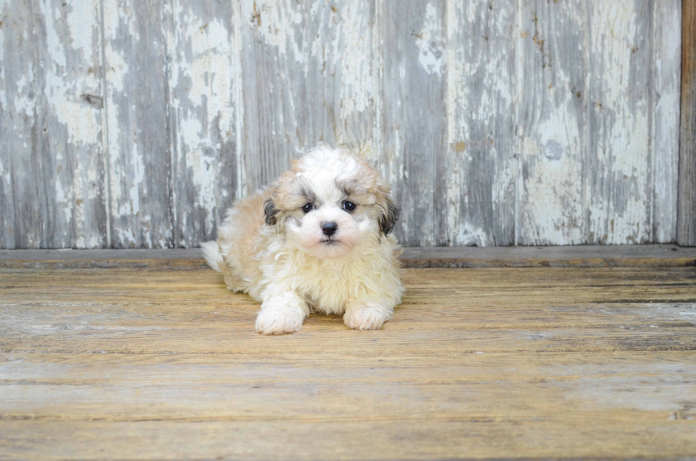 Hypoallergenic Shi Chon Designer Puppy