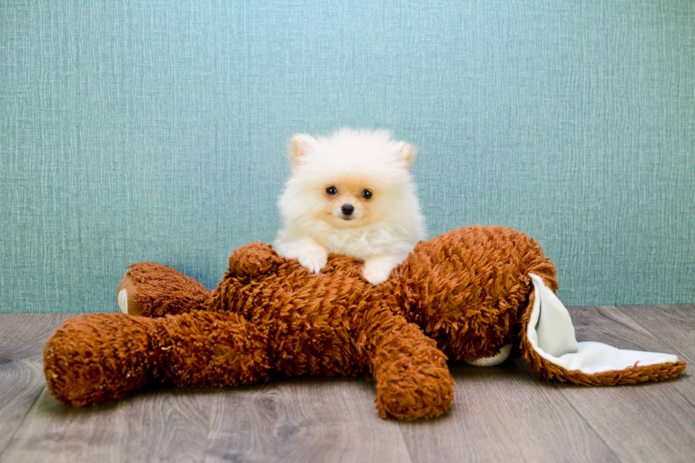 Little Pomeranian Purebred Pup