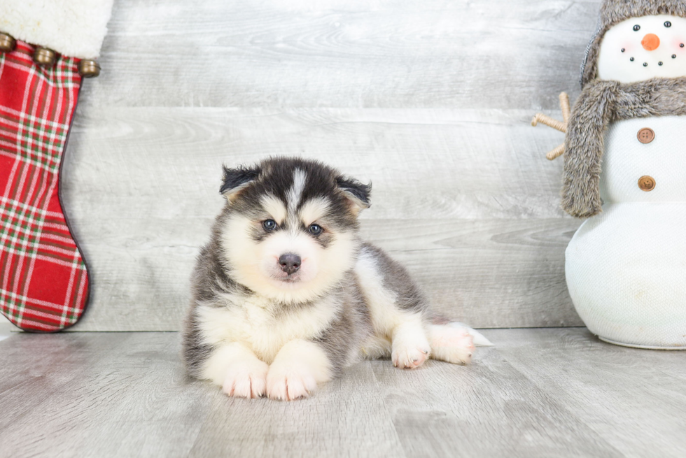 Pomsky Puppy for Adoption