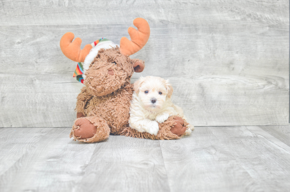 Small Maltipoo Baby