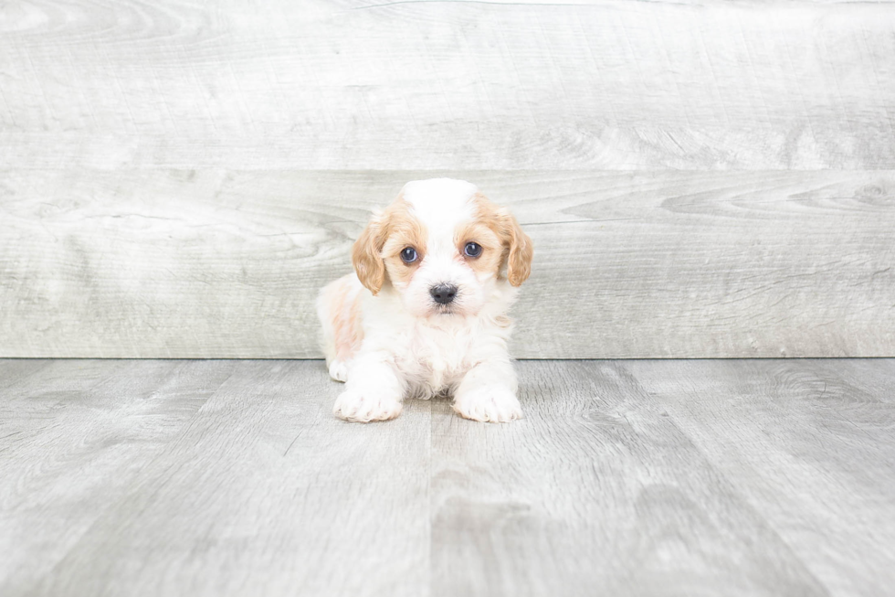 Happy Cavachon Baby