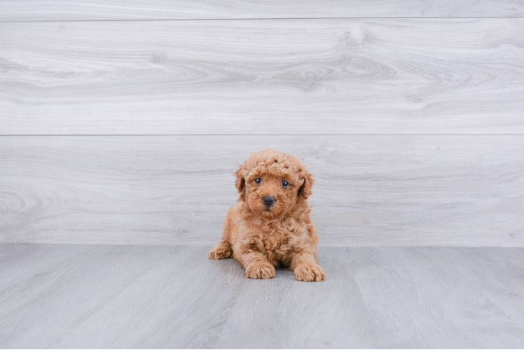 Mini Goldendoodle Pup Being Cute