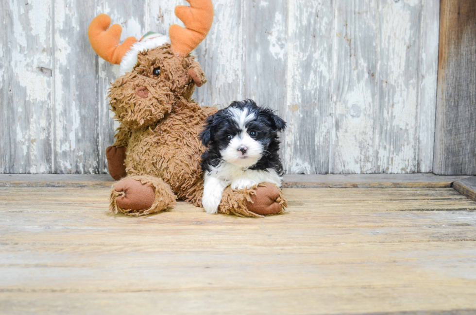 Best Morkie Baby