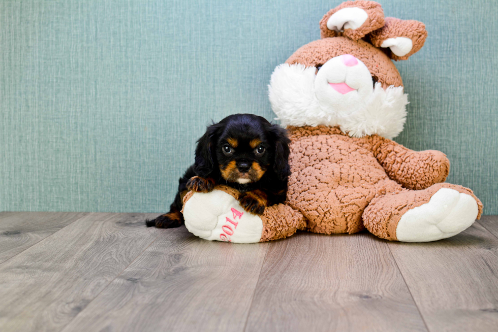 Cavalier King Charles Spaniel Puppy for Adoption