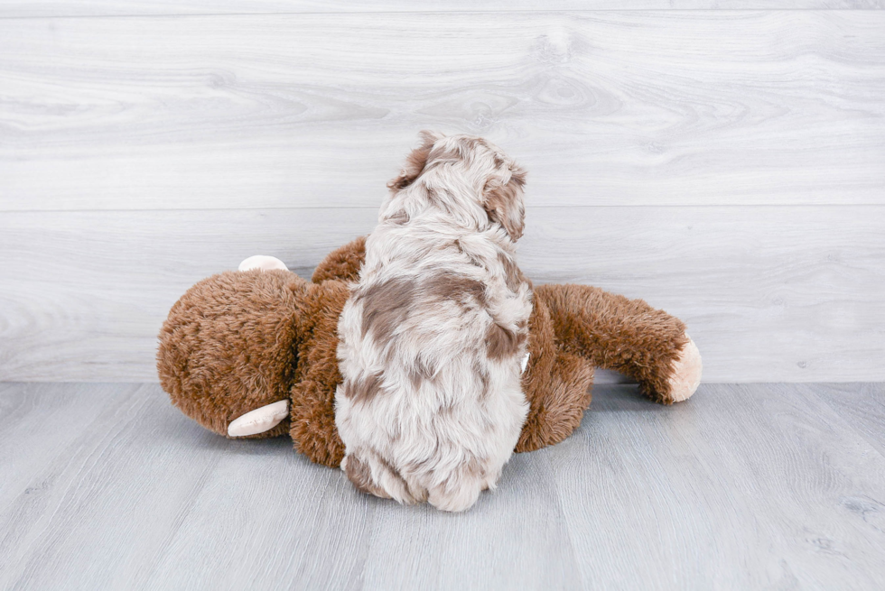 Mini Aussiedoodle Puppy for Adoption