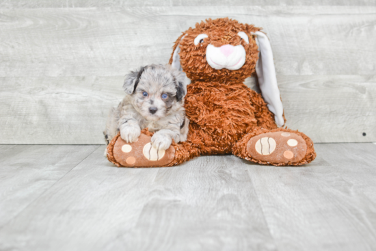 Mini Aussiedoodle Pup Being Cute