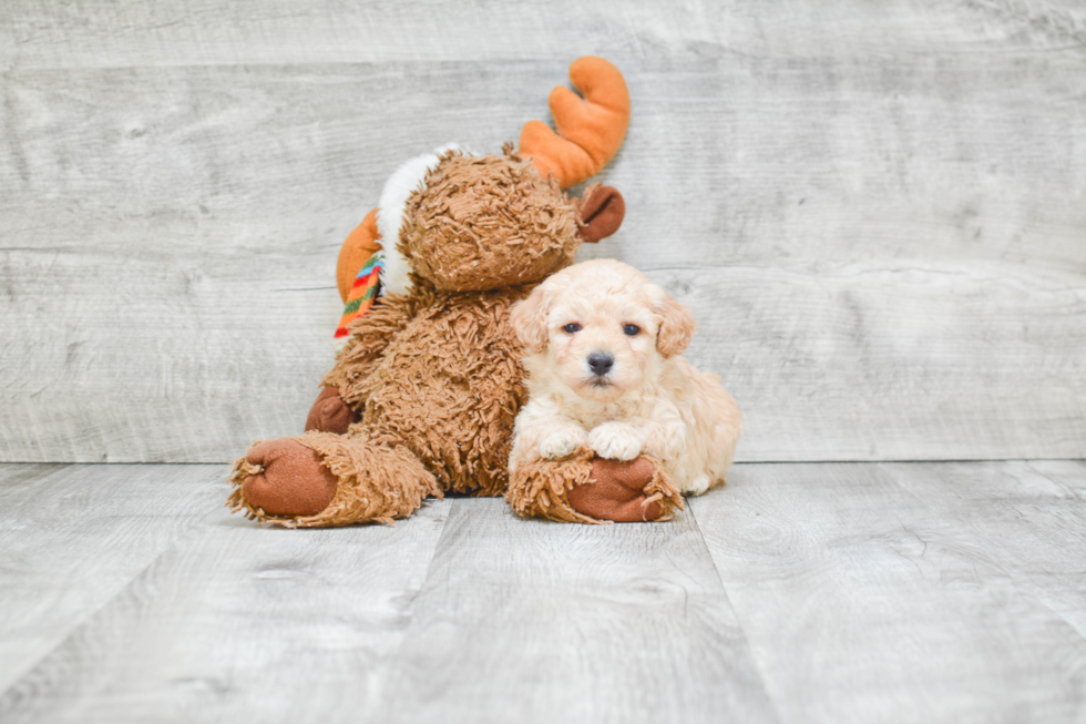 Adorable Maltepoo Poodle Mix Puppy