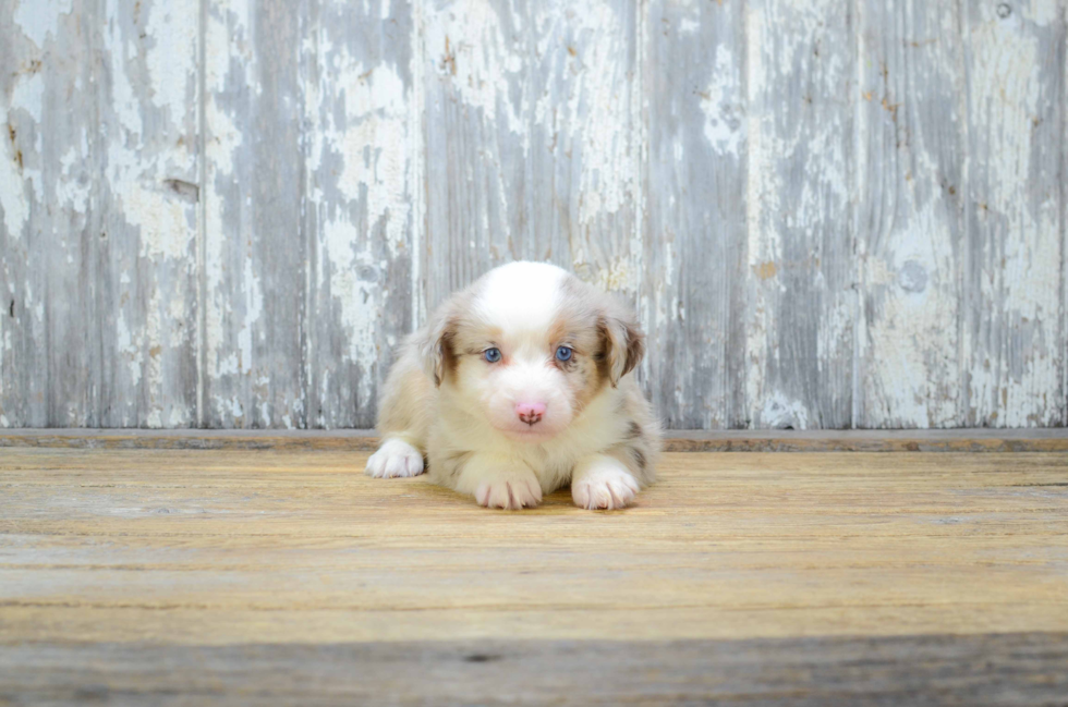 Small Mini Aussiedoodle Baby