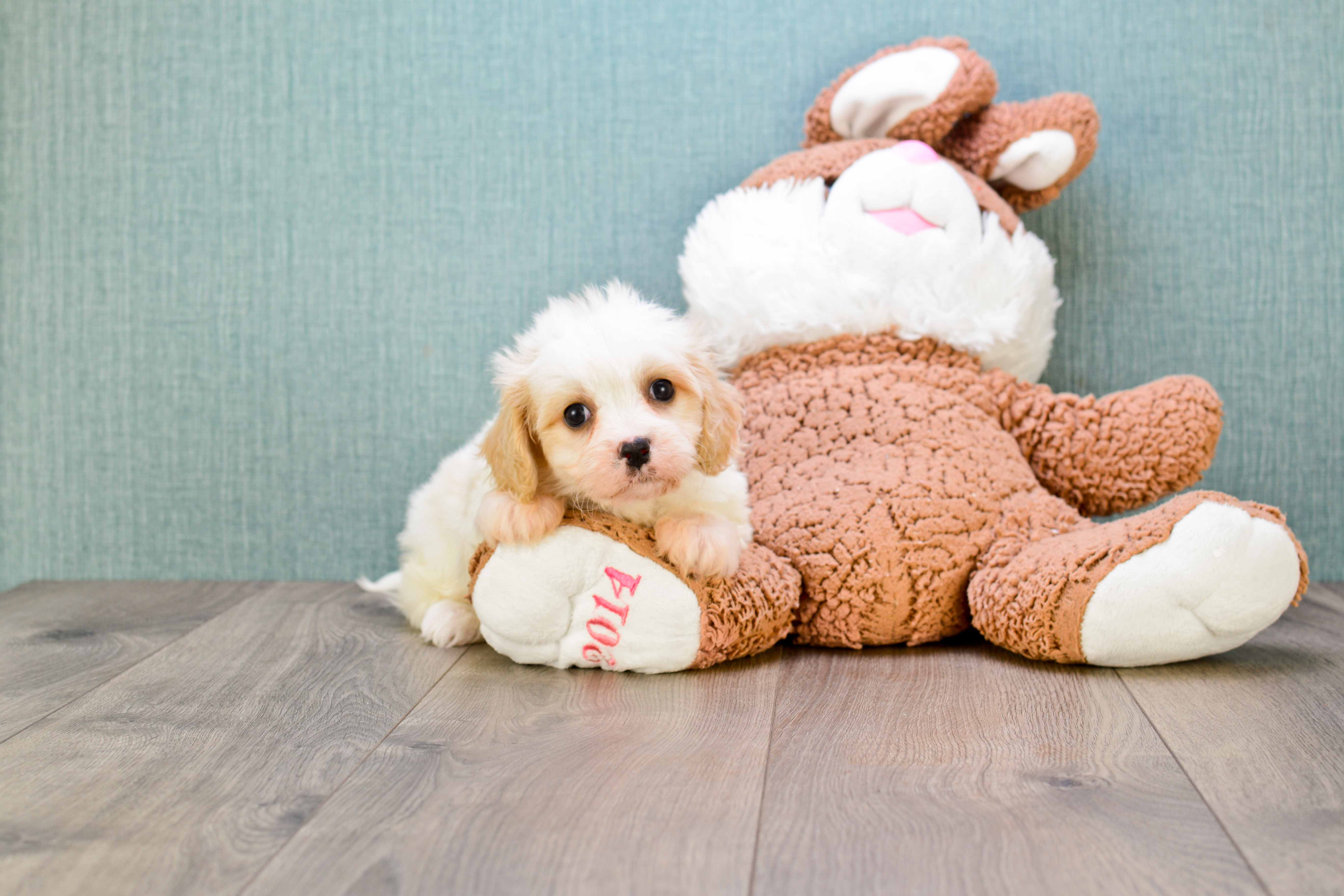 Fluffy Cavachon Designer Pup