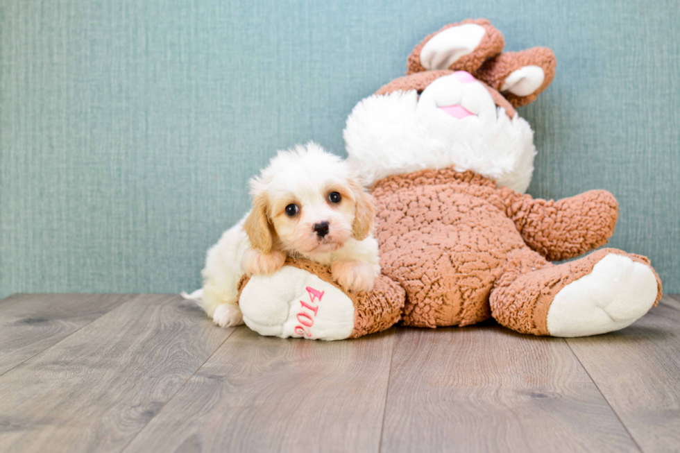 Fluffy Cavachon Designer Pup