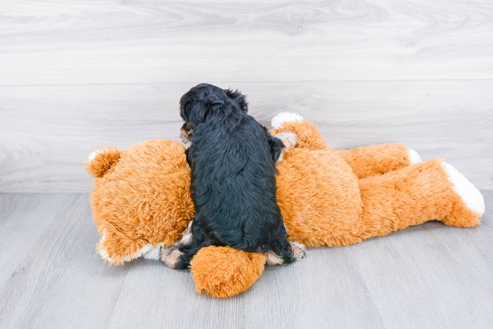 Morkie Pup Being Cute