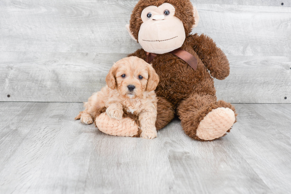 Petite Cavapoo Poodle Mix Pup