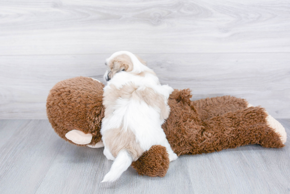 Playful Shichon Designer Puppy