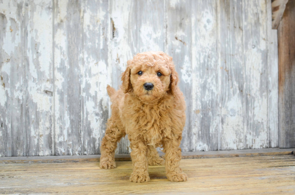 Mini Goldendoodle Pup Being Cute