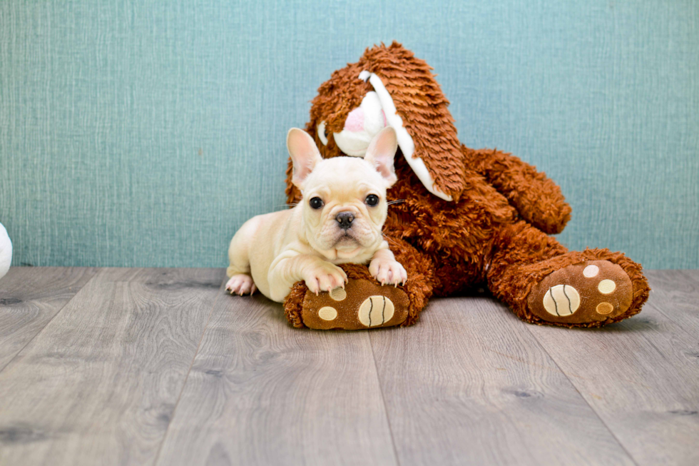 Happy Frenchie Purebred Puppy