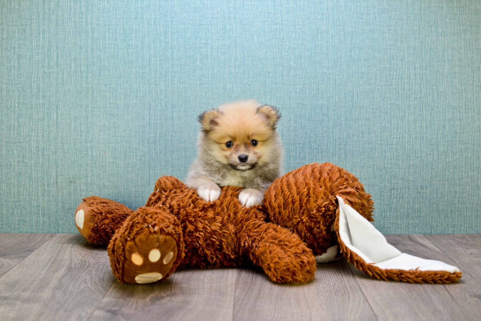 Pomeranian Puppy for Adoption