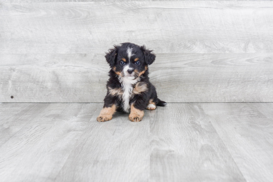 Mini Bernedoodle Puppy for Adoption