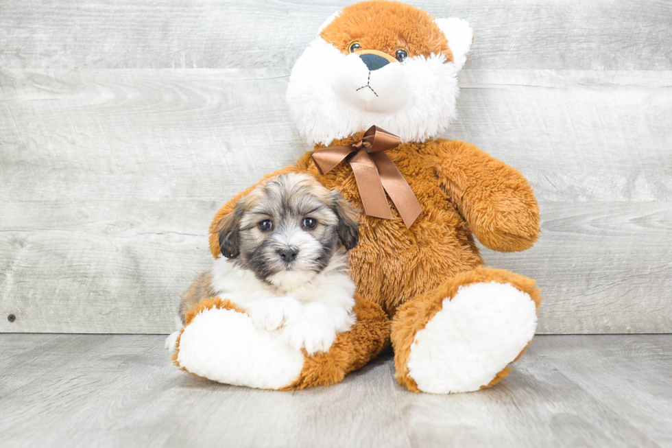 Playful Havanese Purebred Pup