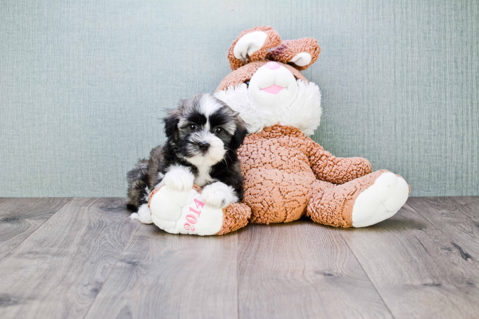 Energetic Havanese Purebred Puppy