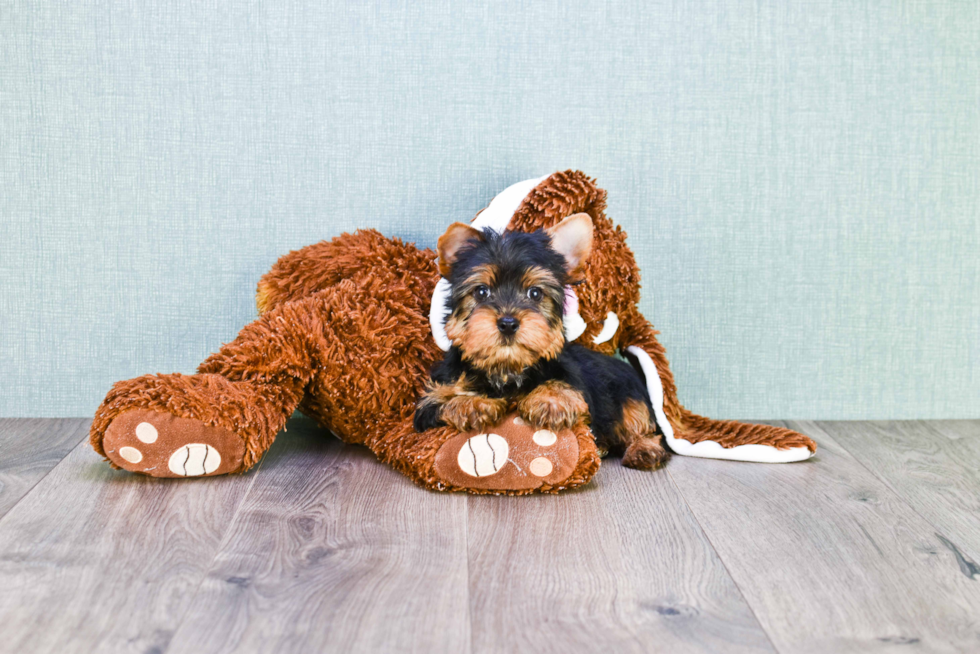 Meet Snickers - our Yorkshire Terrier Puppy Photo 