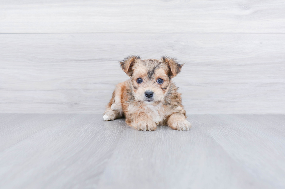 Cute Morkie Baby