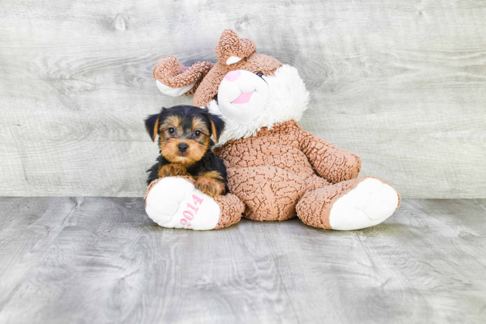 Meet Jeremy - our Yorkshire Terrier Puppy Photo 