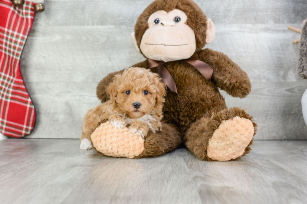 Happy Maltipoo Baby