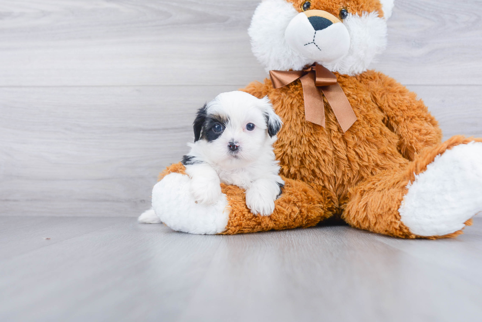 Happy Shorkie Baby