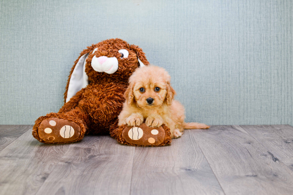 Smart Cavapoo Poodle Mix Pup