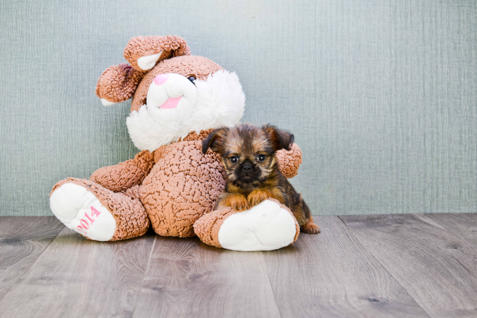 Cute Brussels Griffon Baby