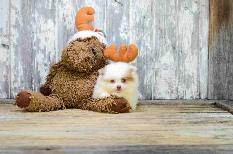 Hypoallergenic Pomeranian Baby