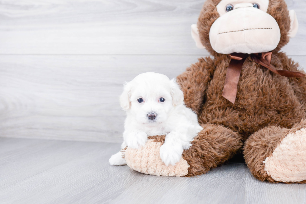 Hypoallergenic Maltese Poodle Poodle Mix Puppy