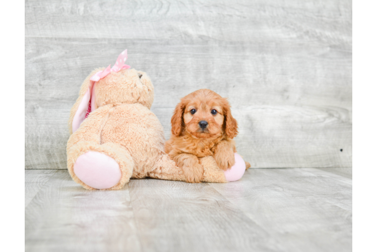 Cavapoo Puppy for Adoption