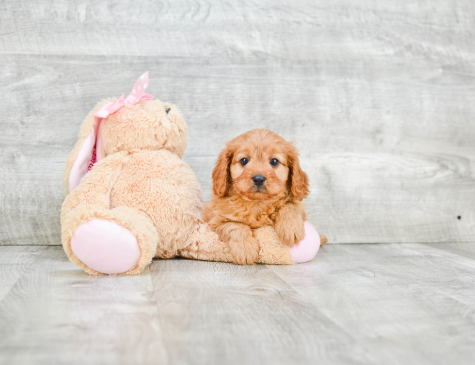 Cavapoo Puppy for Adoption