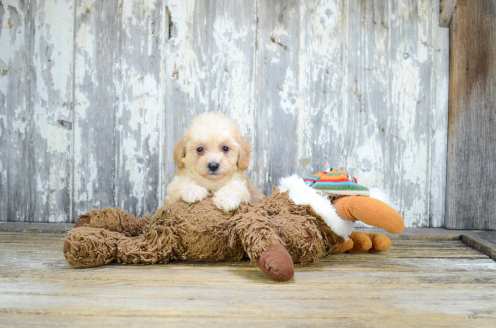 Cavapoo Puppy for Adoption