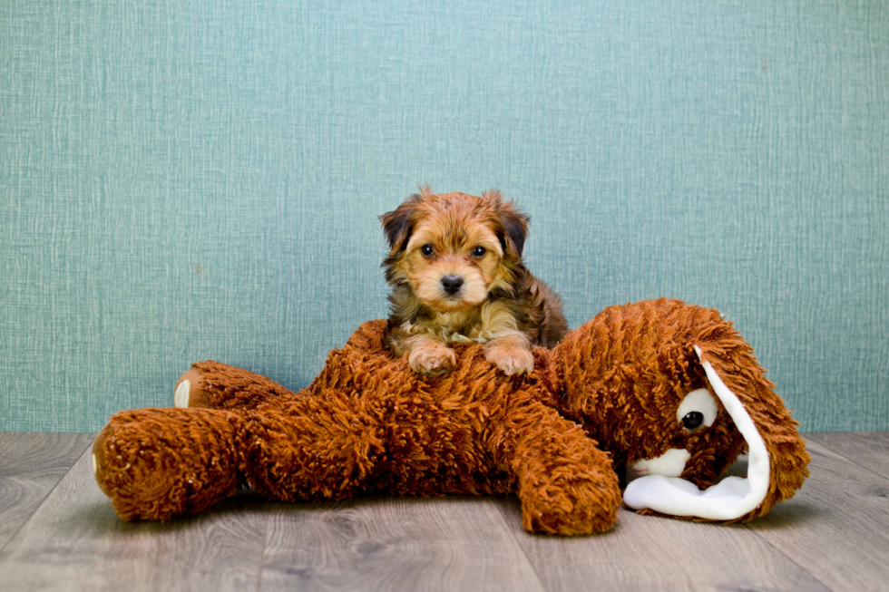 Meet Amy - our Morkie Puppy Photo 