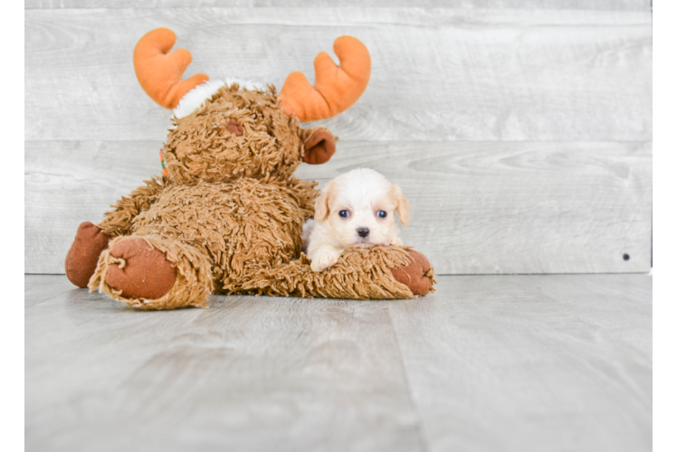 Best Cavachon Baby