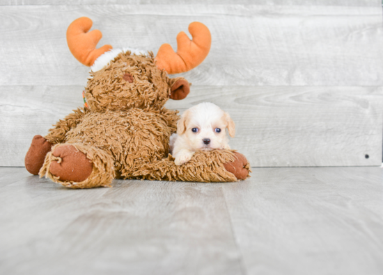 Best Cavachon Baby