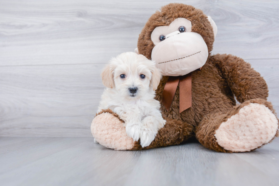 Funny Maltipoo Poodle Mix Pup