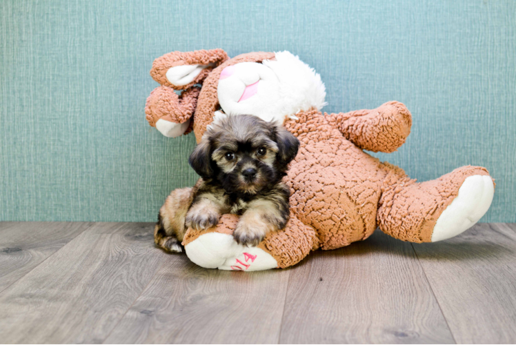 Cute Havanese Purebred Puppy